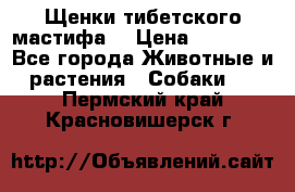 Щенки тибетского мастифа. › Цена ­ 30 000 - Все города Животные и растения » Собаки   . Пермский край,Красновишерск г.